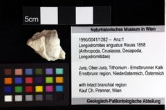 Foto (Objket + Etiketten) von Longodromites angustus (Reuss 1858) 